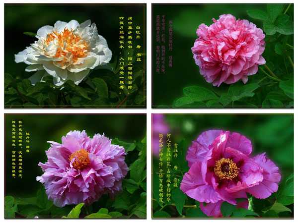 洛陽牡丹花會(huì) 洛陽牡丹花會(huì)