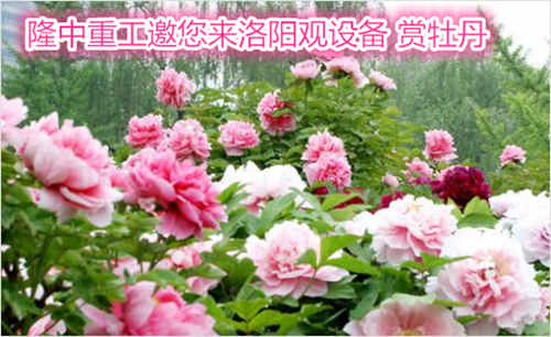 牡丹花